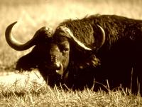 Okavango Delta safari - cape buffalo