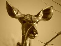 Kudu in Chobe