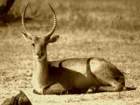 Lechwe in the Okavango Delta