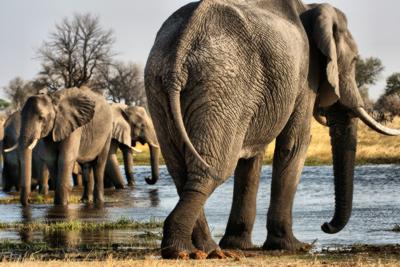 Elephants of the Okavango Delta