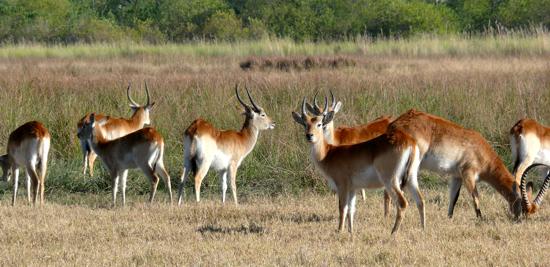 Red Lechwe in the heart of the Okavango Delta