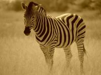 Botswana safaris - zebra