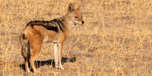 Black-Backed Jackal