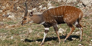 Bushbuck