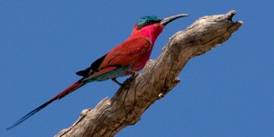 Carmine Bee-eater