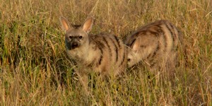 Aardwolf