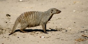 Banded Mongoose