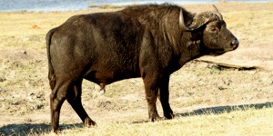 African Buffalo