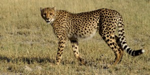 Cheetah