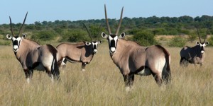 Gemsbok