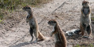 Ground Squirrel