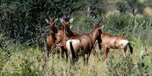 Hartebeest