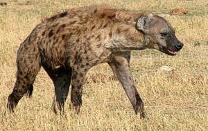 Hyaena of Savuti