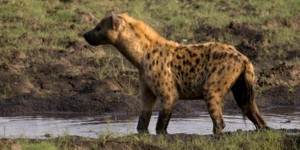 Spotted Hyaena