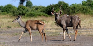 Kudu