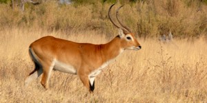 Red Lechwe