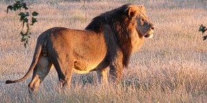 Lion