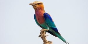 Lilac Breasted Roller