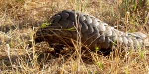 Pangolin