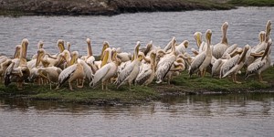 Pelicans