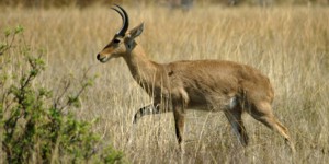 Reedbuck