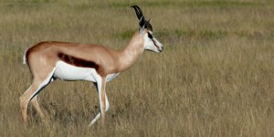 Springbok