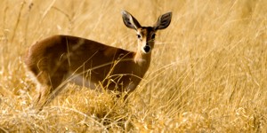 Steenbok