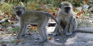 Vervet Monkey