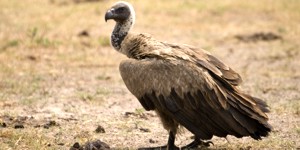 Vulture