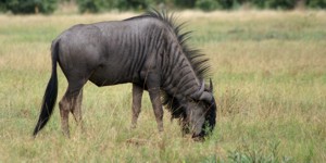 Wildebeest