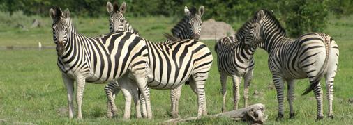 Zebras of Chobe