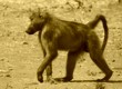 Baboons in the Okavango Delta