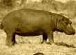 Hippo in Moremi Game Reserve